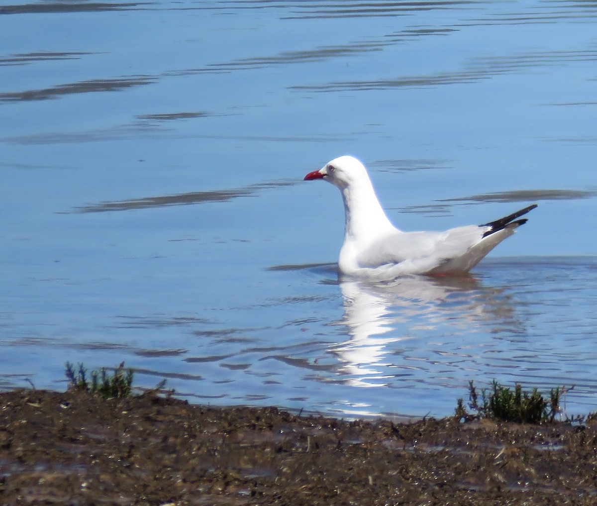 Silver Gull - ML644063362