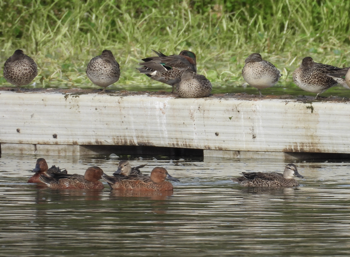 Cinnamon Teal - ML644063369