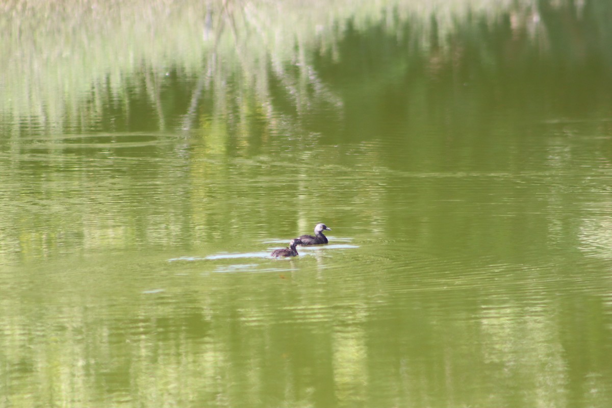 Least Grebe - ML644063371