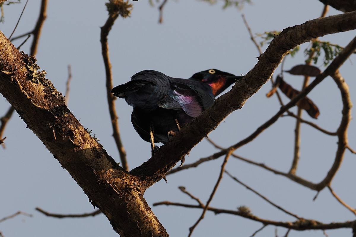 Splendid Starling - ML644063392