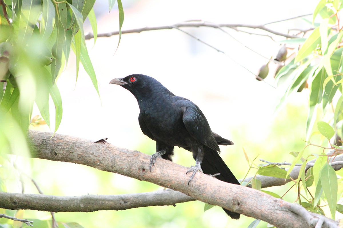 Coucou bleuté (cyanocephalus/subcyanocephalus) - ML644063396