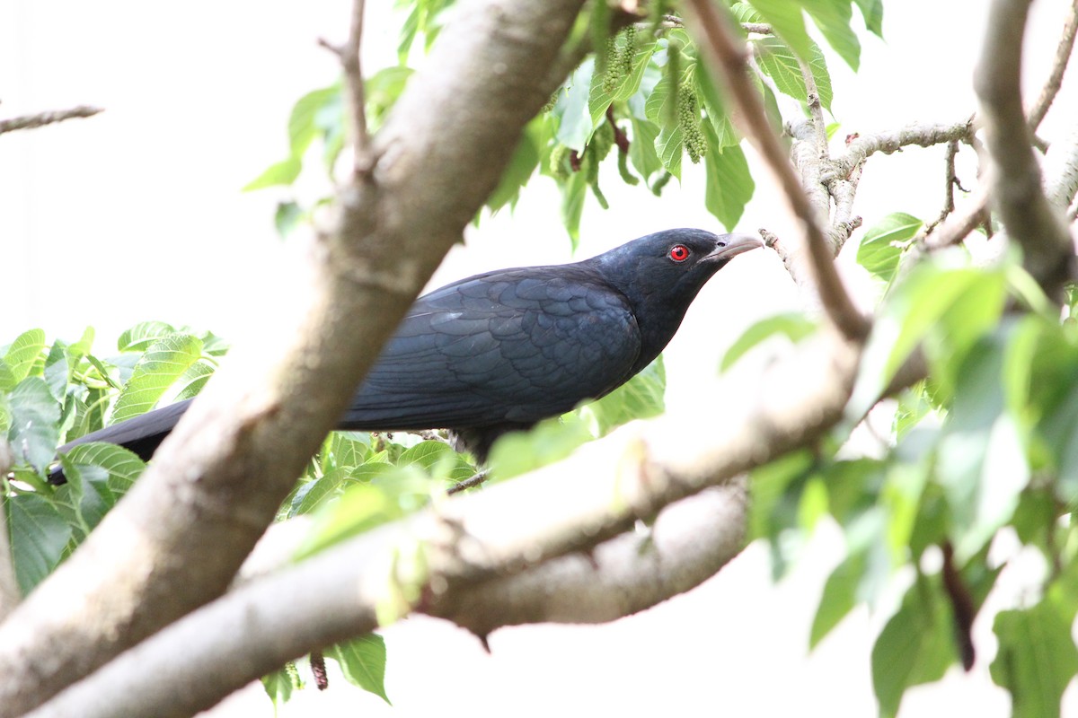 Coucou bleuté (cyanocephalus/subcyanocephalus) - ML644063397