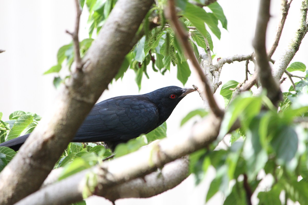Coucou bleuté (cyanocephalus/subcyanocephalus) - ML644063403