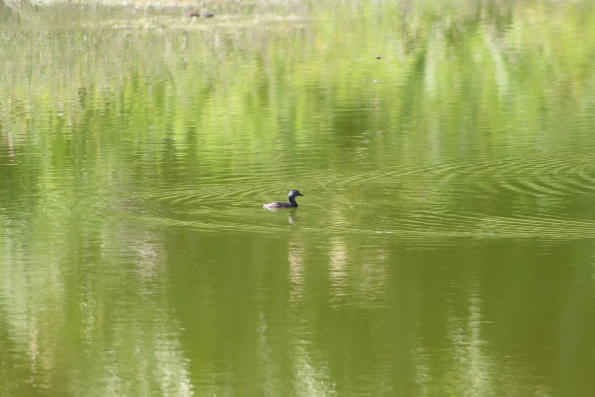 Least Grebe - ML644063413
