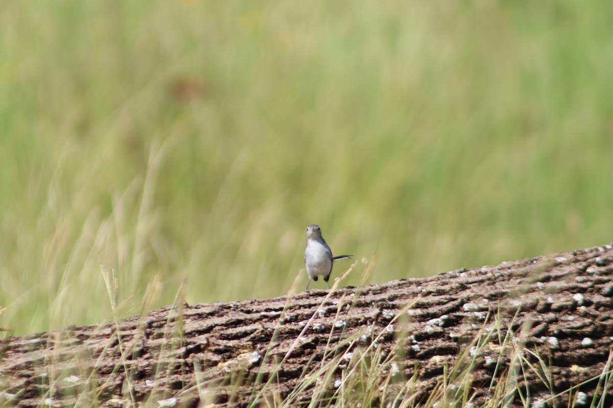 Blue-gray Gnatcatcher - ML644063424