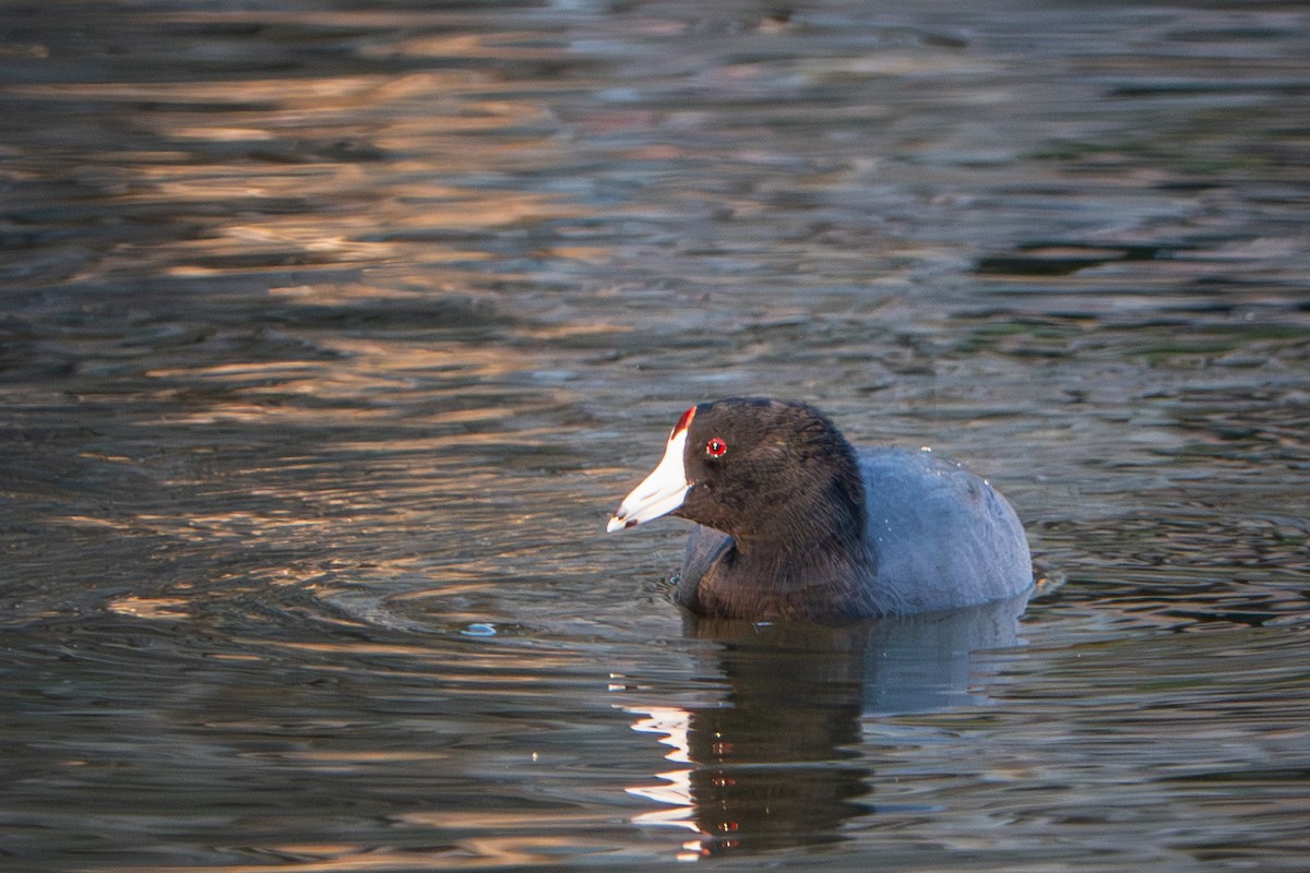 American Coot - ML644063435