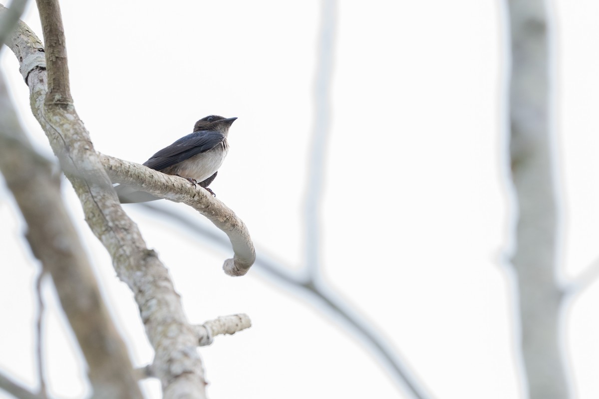 Gray-breasted Martin - ML644063445