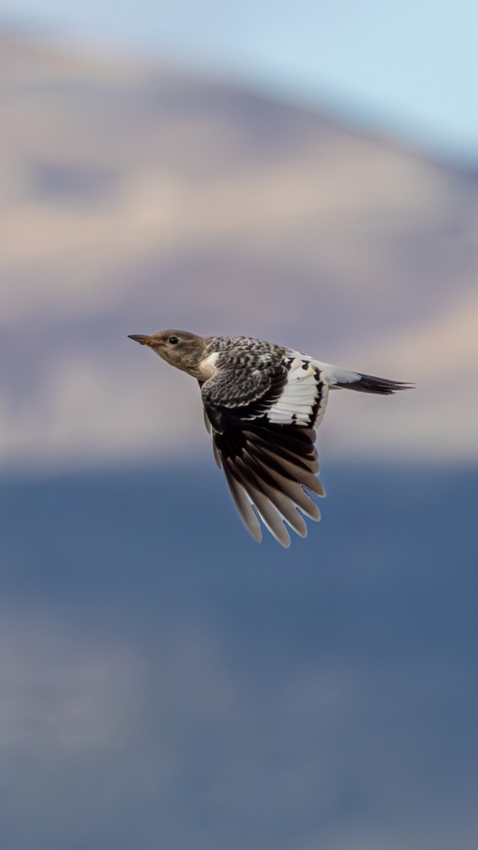 Red-headed Woodpecker - ML644063446