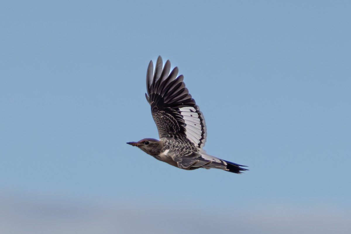 Red-headed Woodpecker - ML644063449