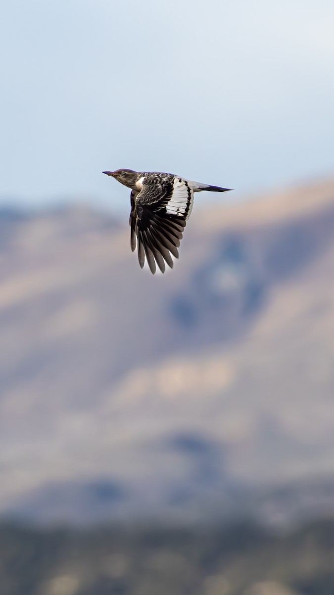 Red-headed Woodpecker - ML644063458