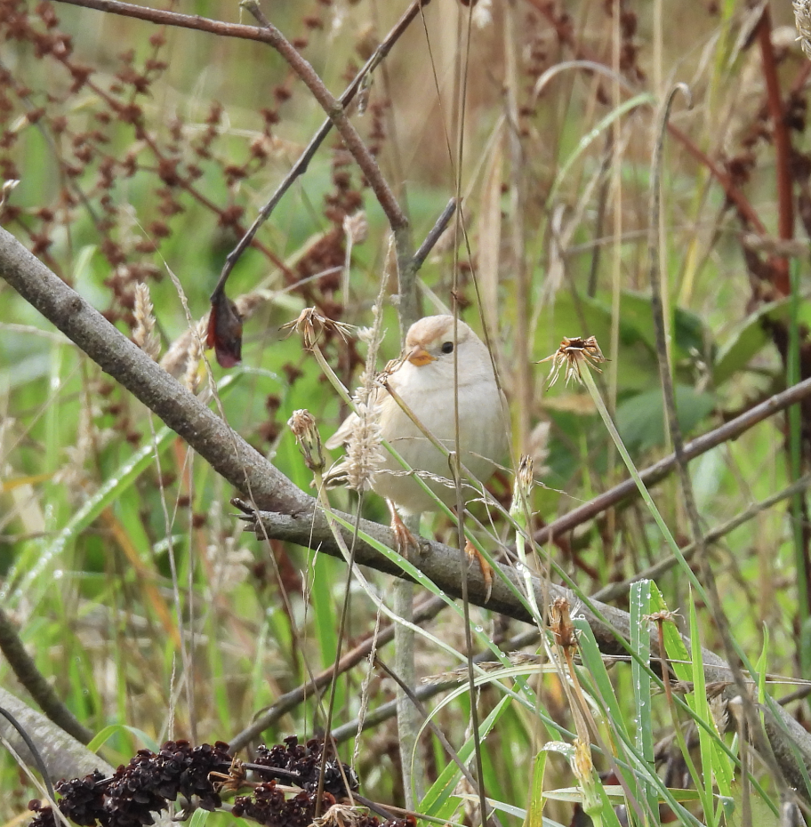 White-crowned Sparrow - ML644063459