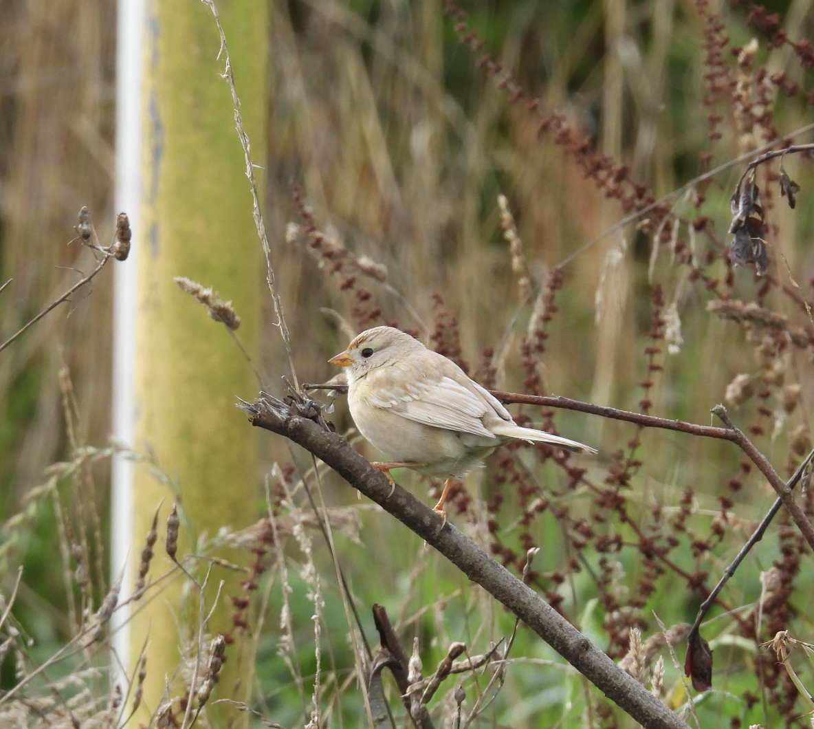 White-crowned Sparrow - ML644063460