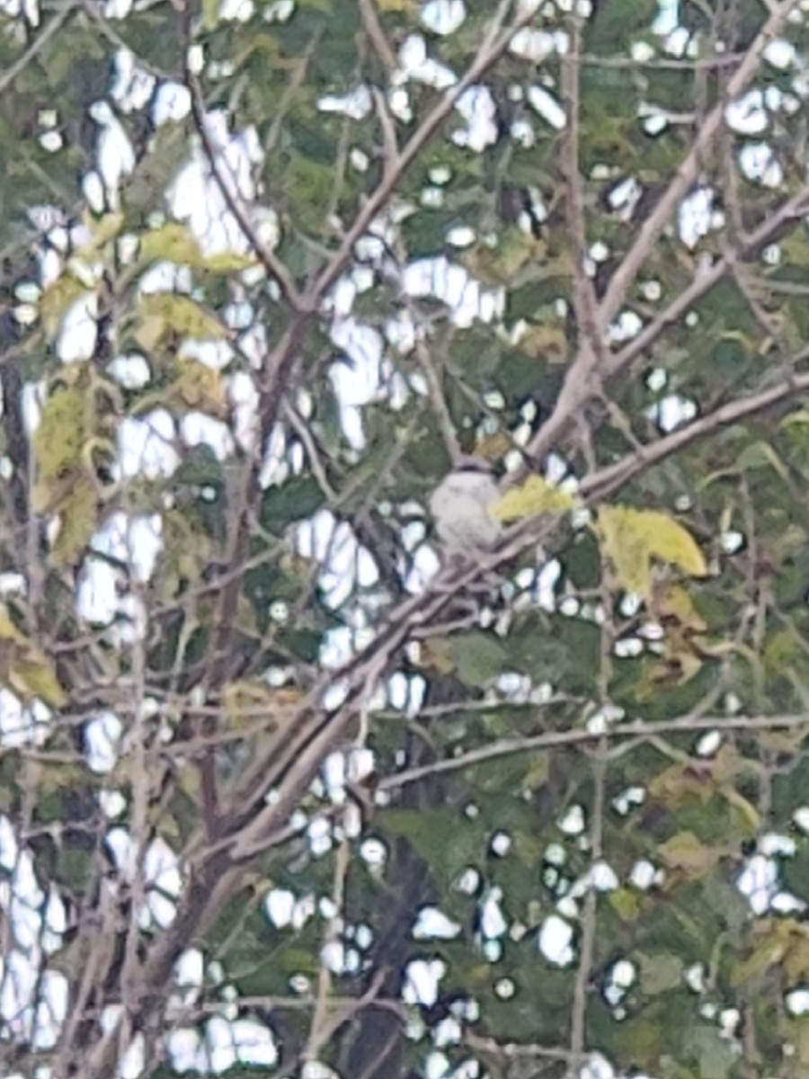 Gray Kingbird - ML644063493