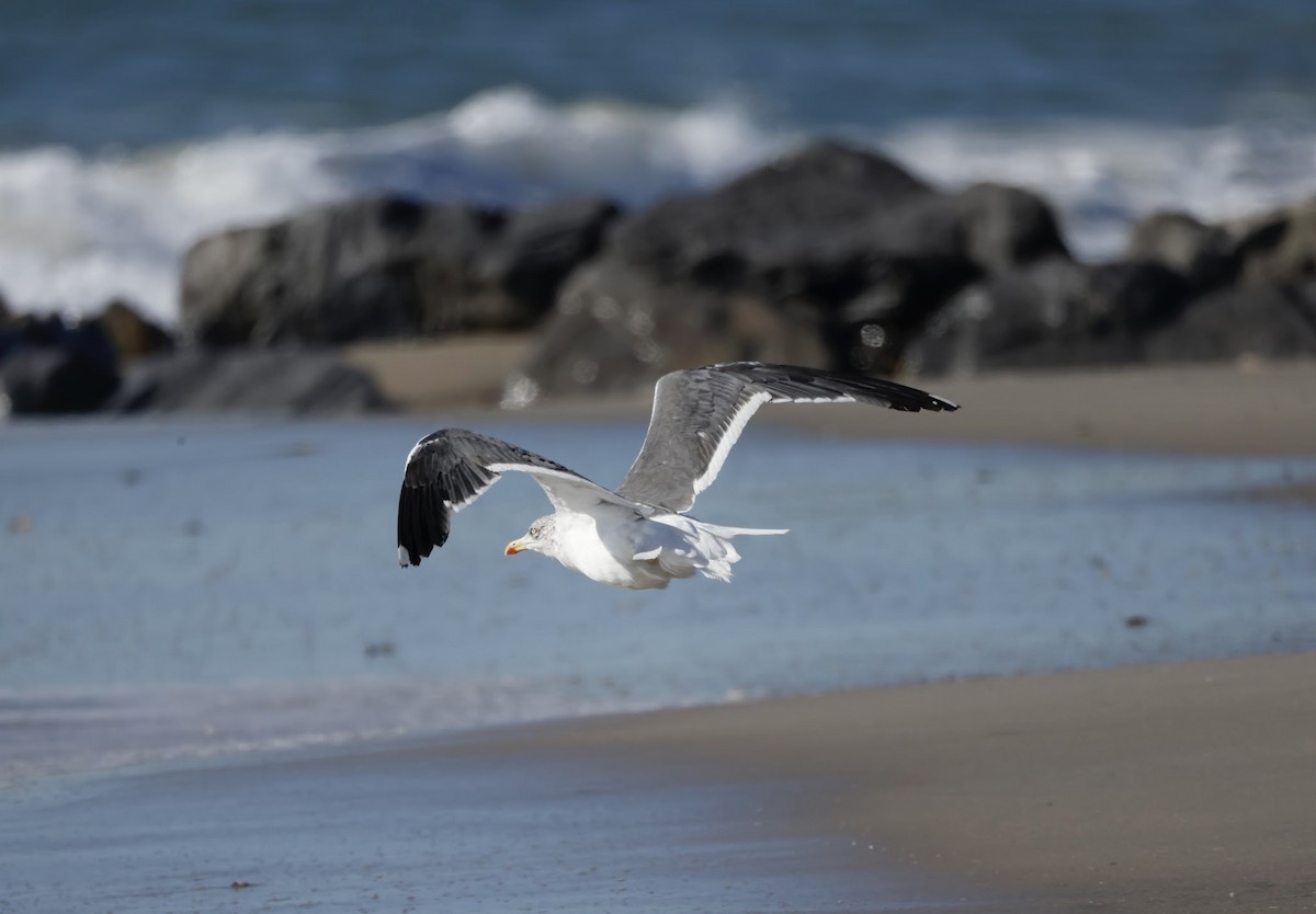 Lesser Black-backed Gull - ML644063499