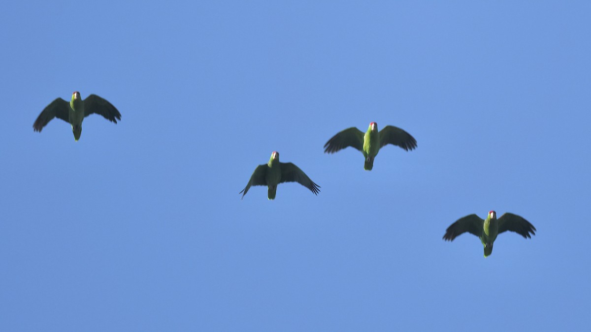 Lilac-crowned Amazon - ML644063505