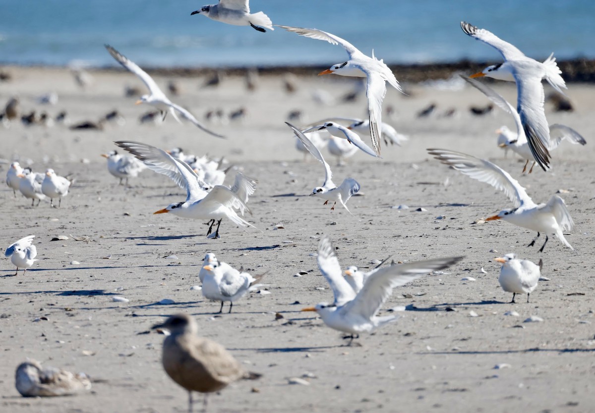 Royal Tern - ML644063514