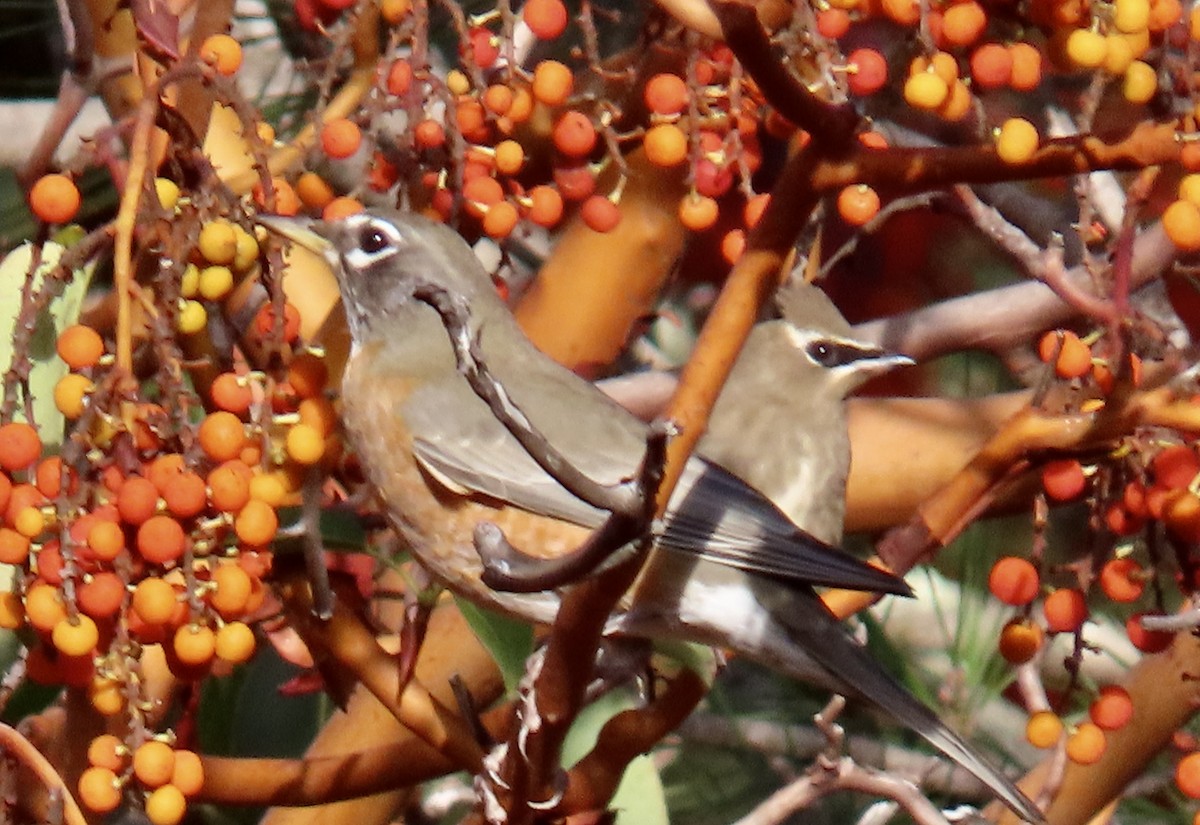 American Robin - ML644063519