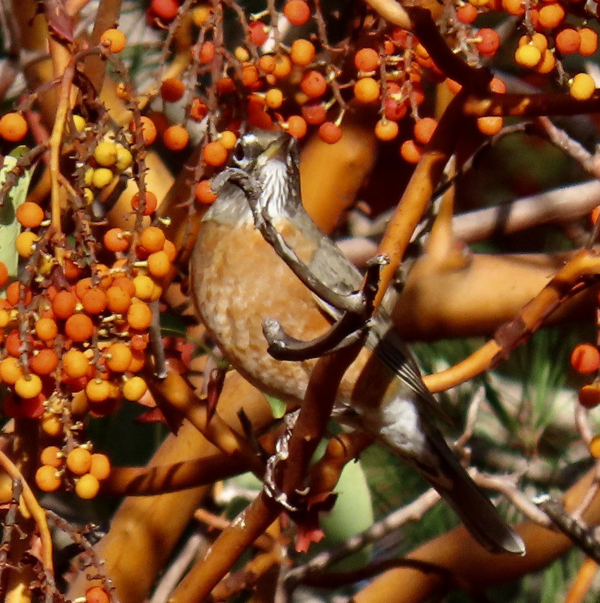American Robin - ML644063520