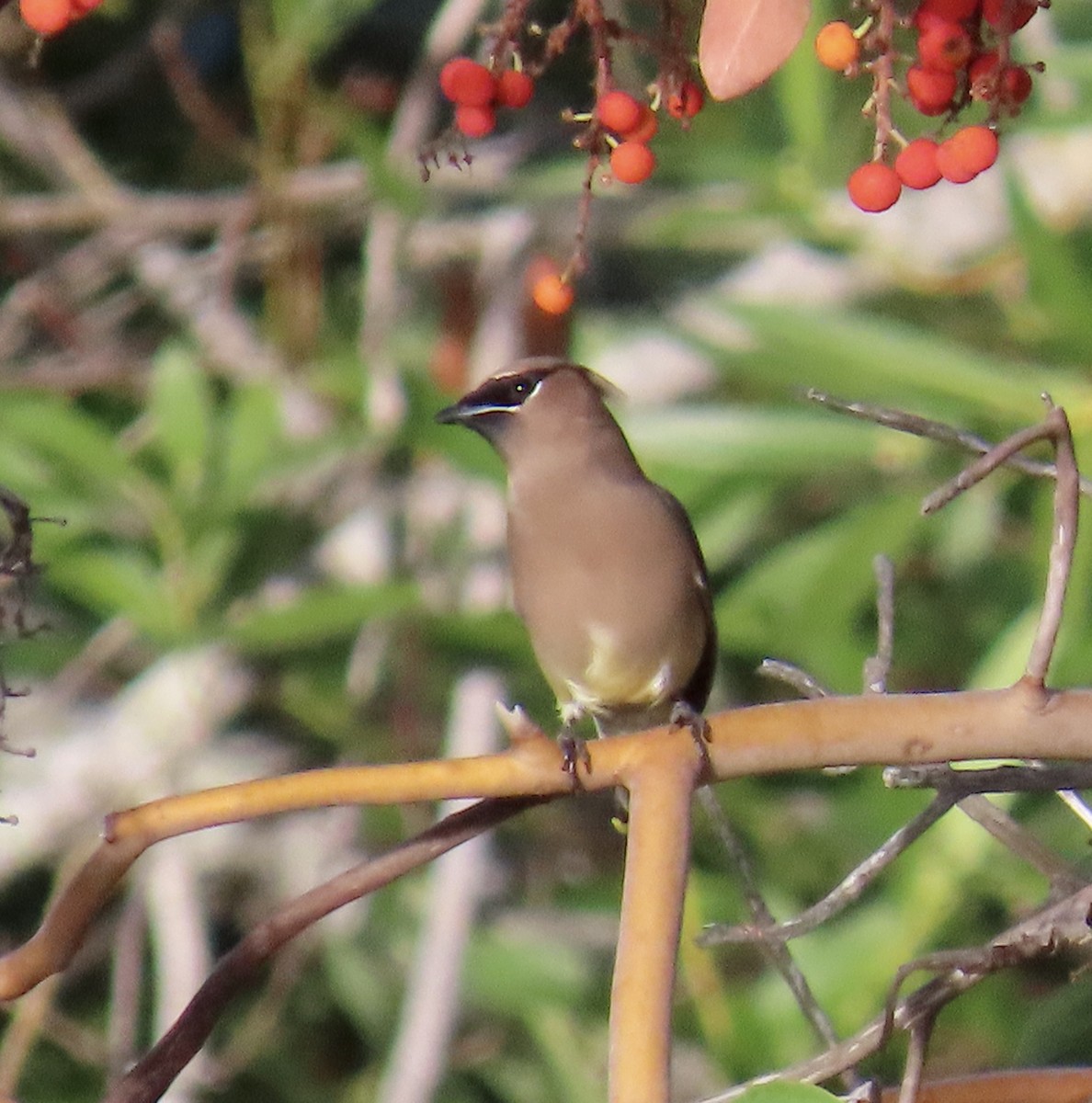 Cedar Waxwing - ML644063547