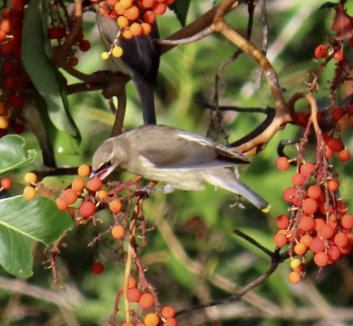 Cedar Waxwing - ML644063548