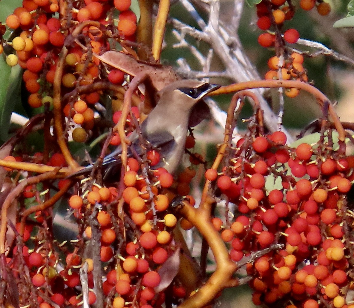 Cedar Waxwing - ML644063549