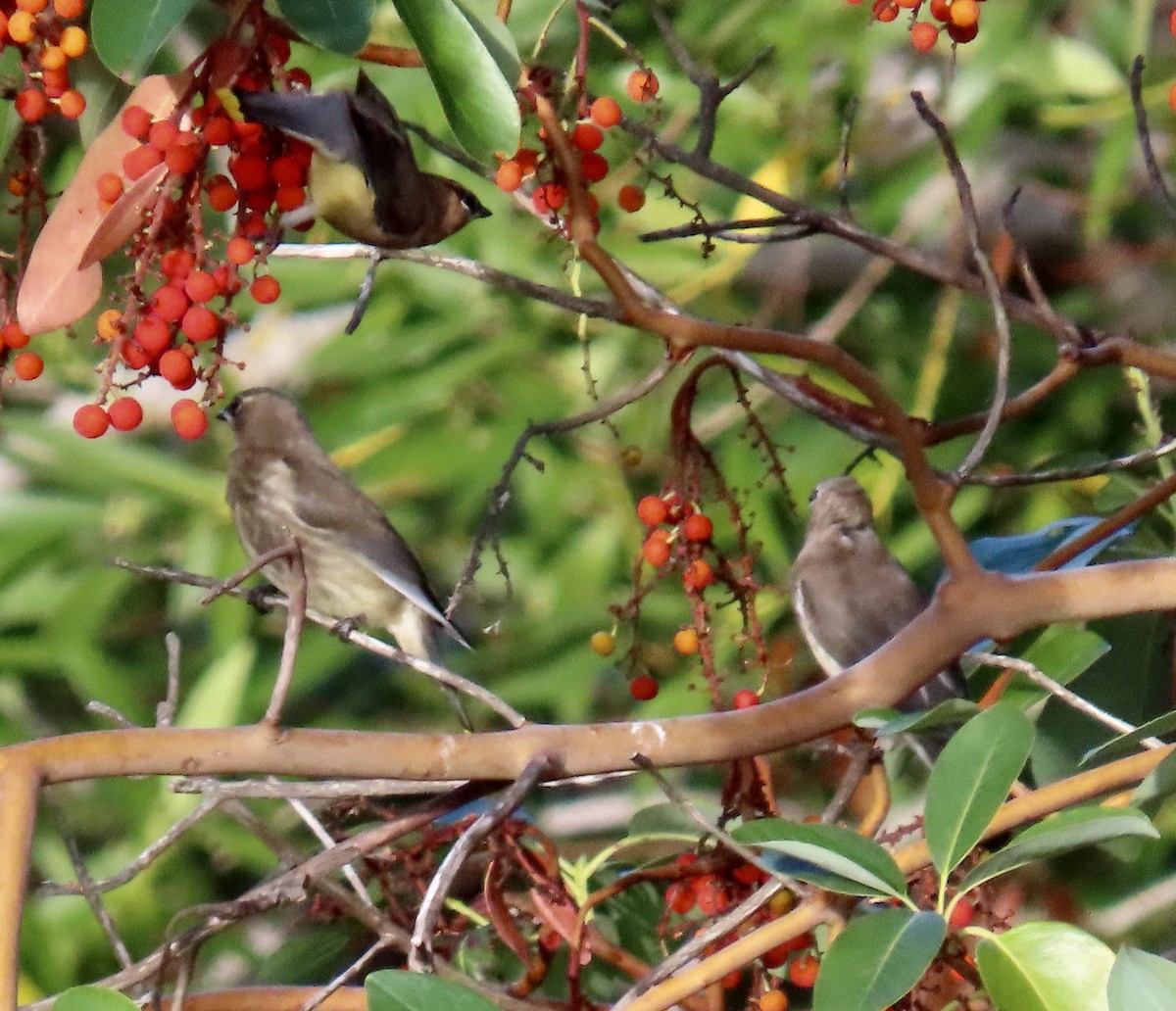 Cedar Waxwing - ML644063550