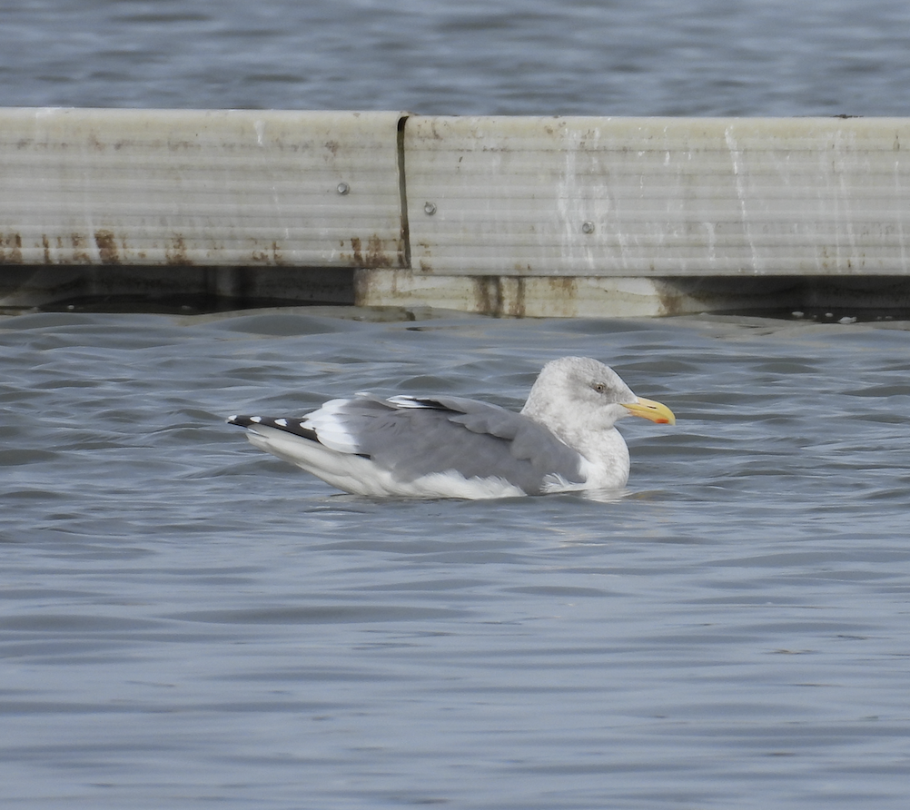 American Herring Gull - ML644063552