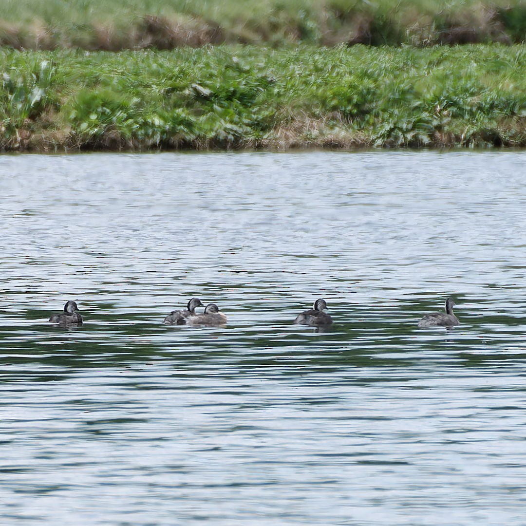 Hoary-headed Grebe - ML644063553