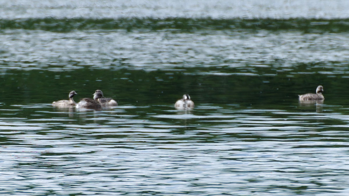 Hoary-headed Grebe - ML644063554