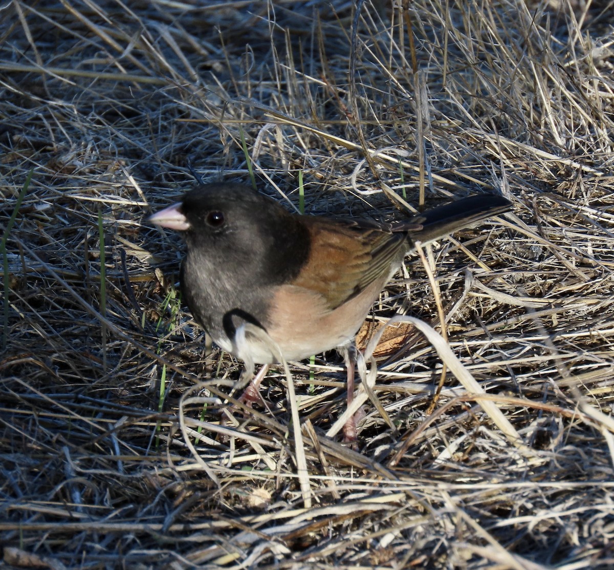 Dark-eyed Junco - ML644063566
