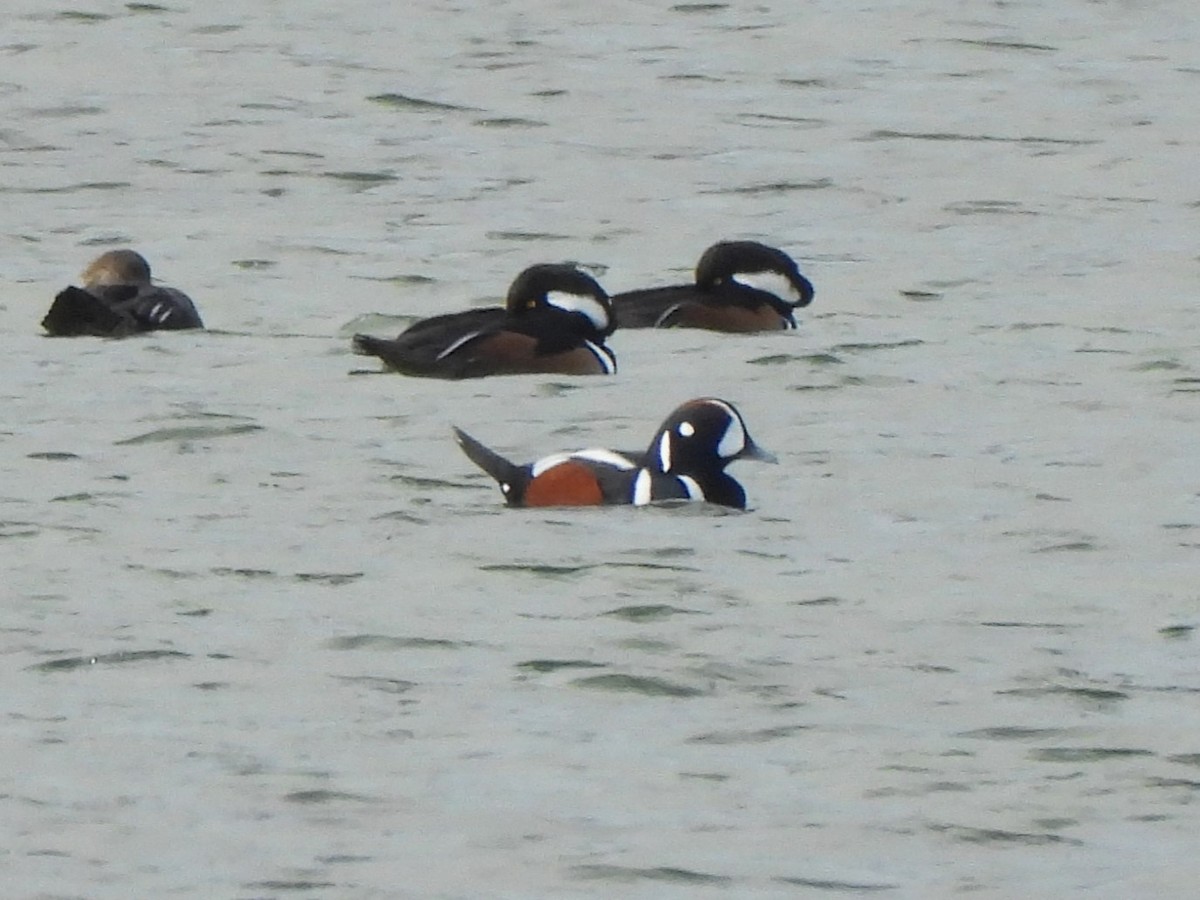 Harlequin Duck - ML644063586