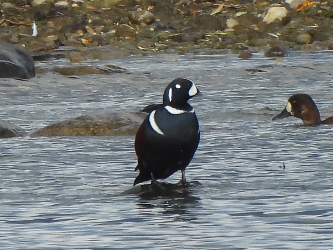 Harlequin Duck - ML644063588
