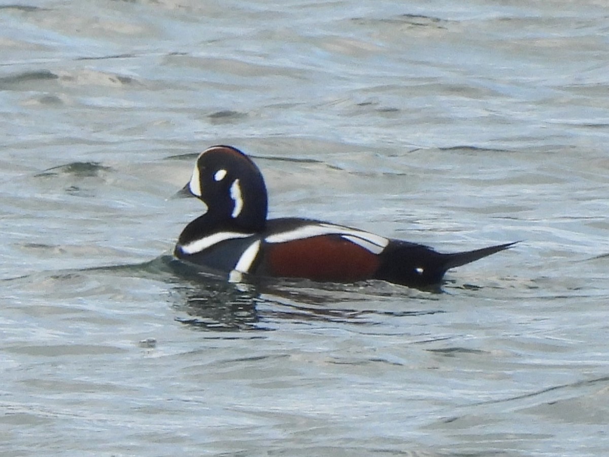 Harlequin Duck - ML644063589