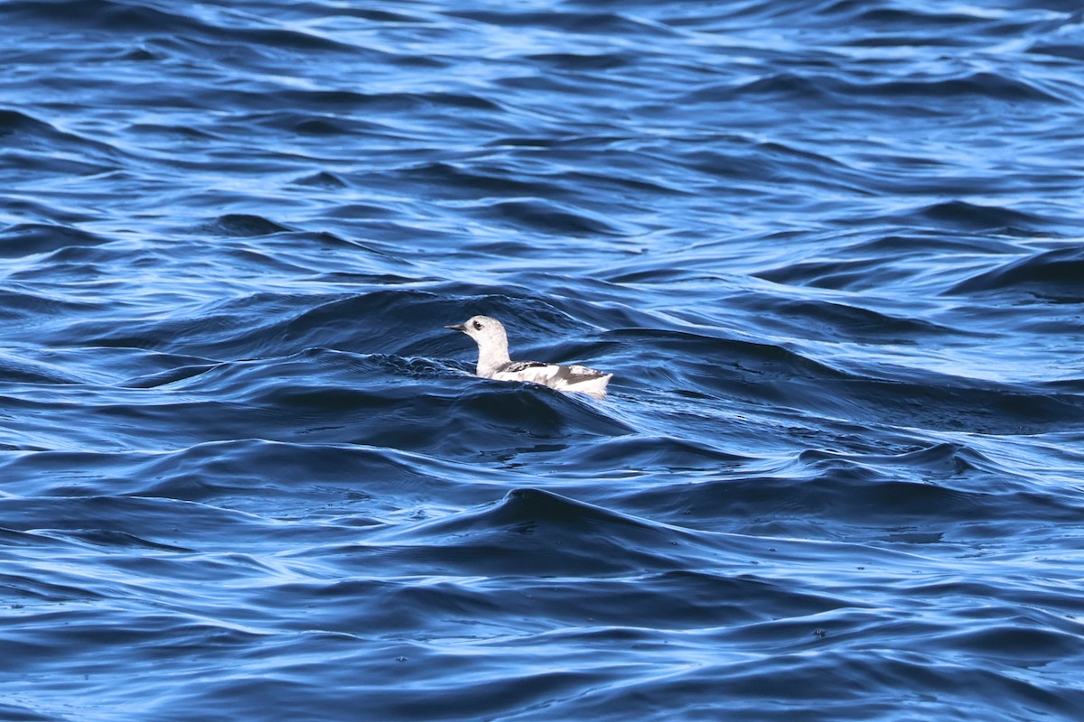 Black Guillemot - ML644063611