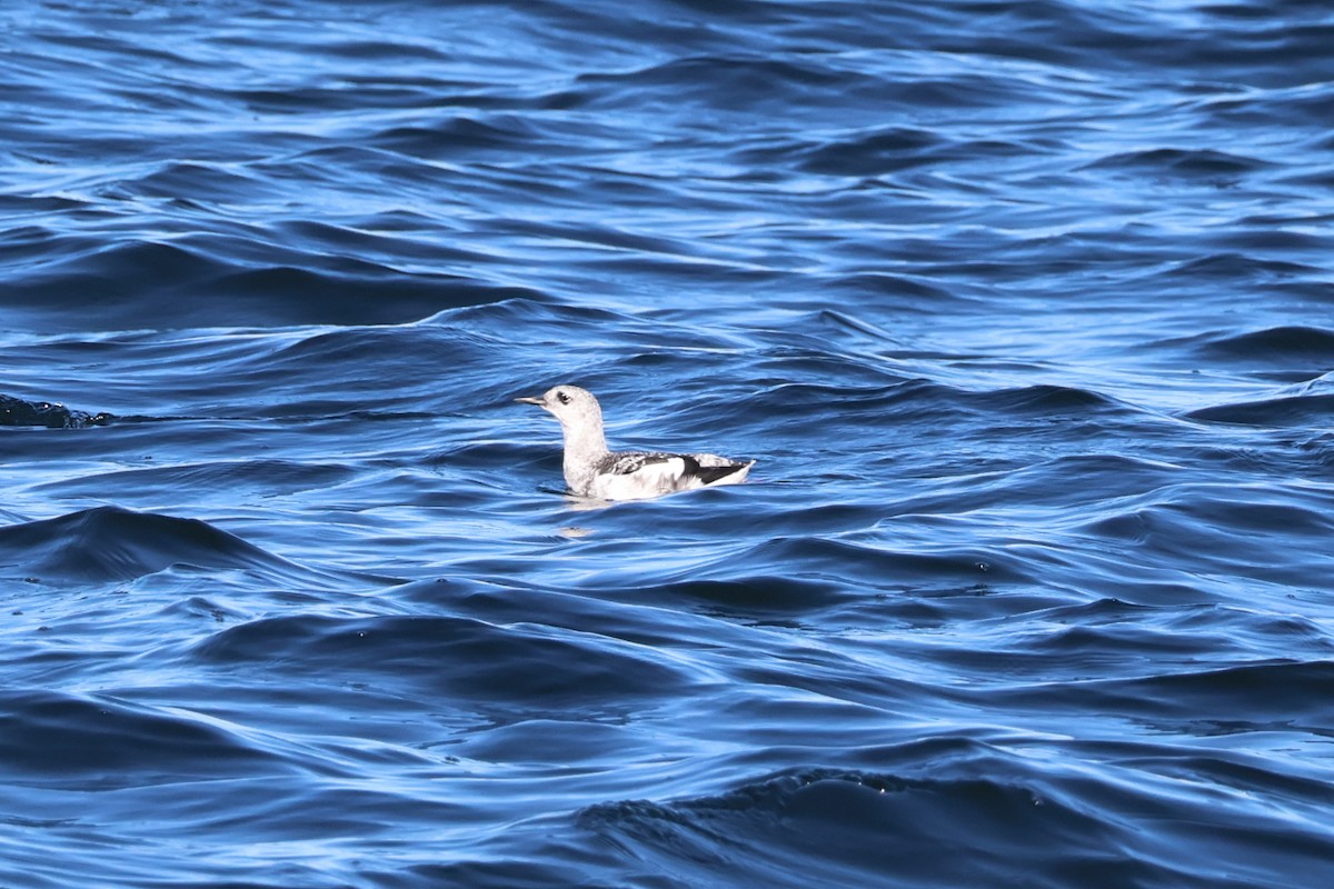 Black Guillemot - ML644063615