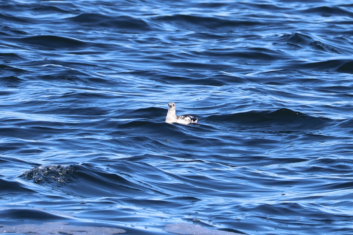 Black Guillemot - ML644063621