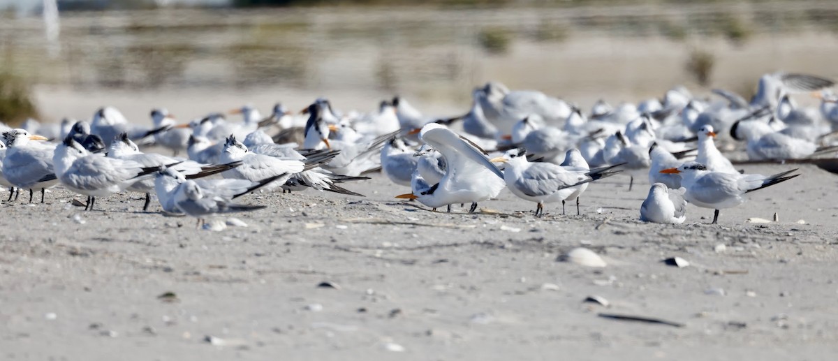 Royal Tern - ML644063635