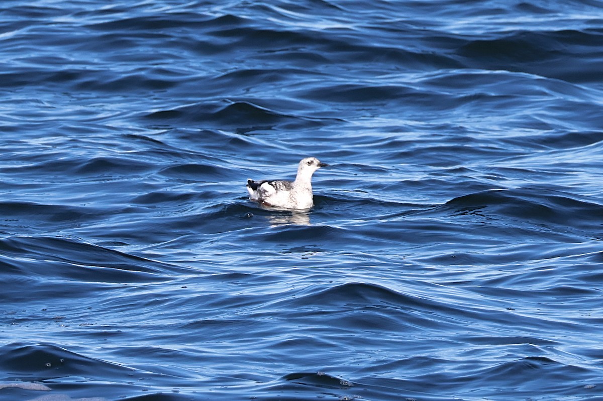 Black Guillemot - ML644063636