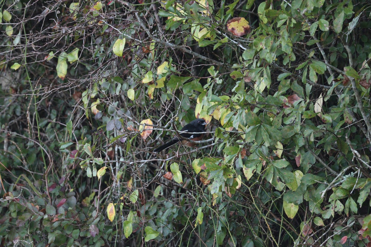 Красноглазый тохи - ML644063637