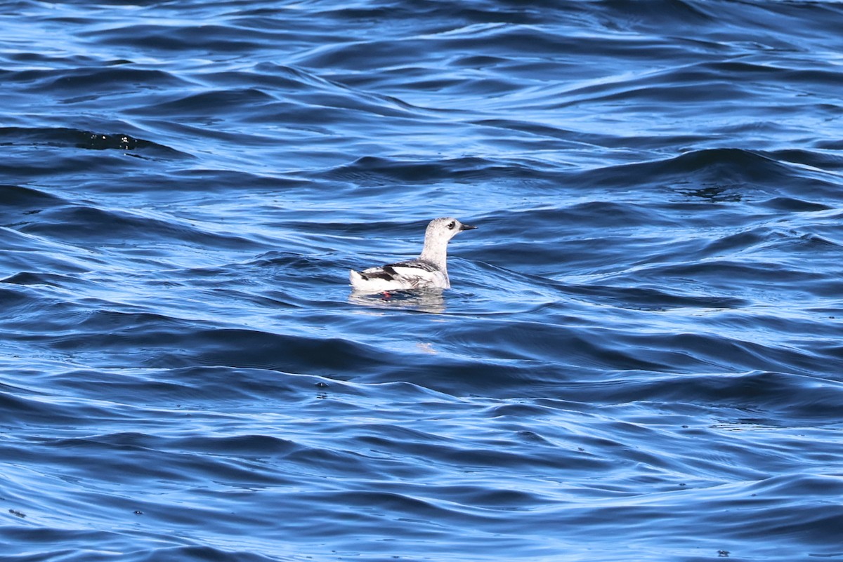 Black Guillemot - ML644063641