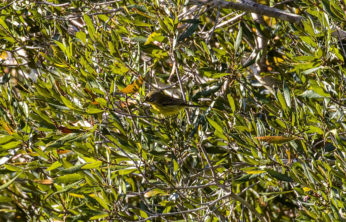 Прерийная древесница - ML644063654