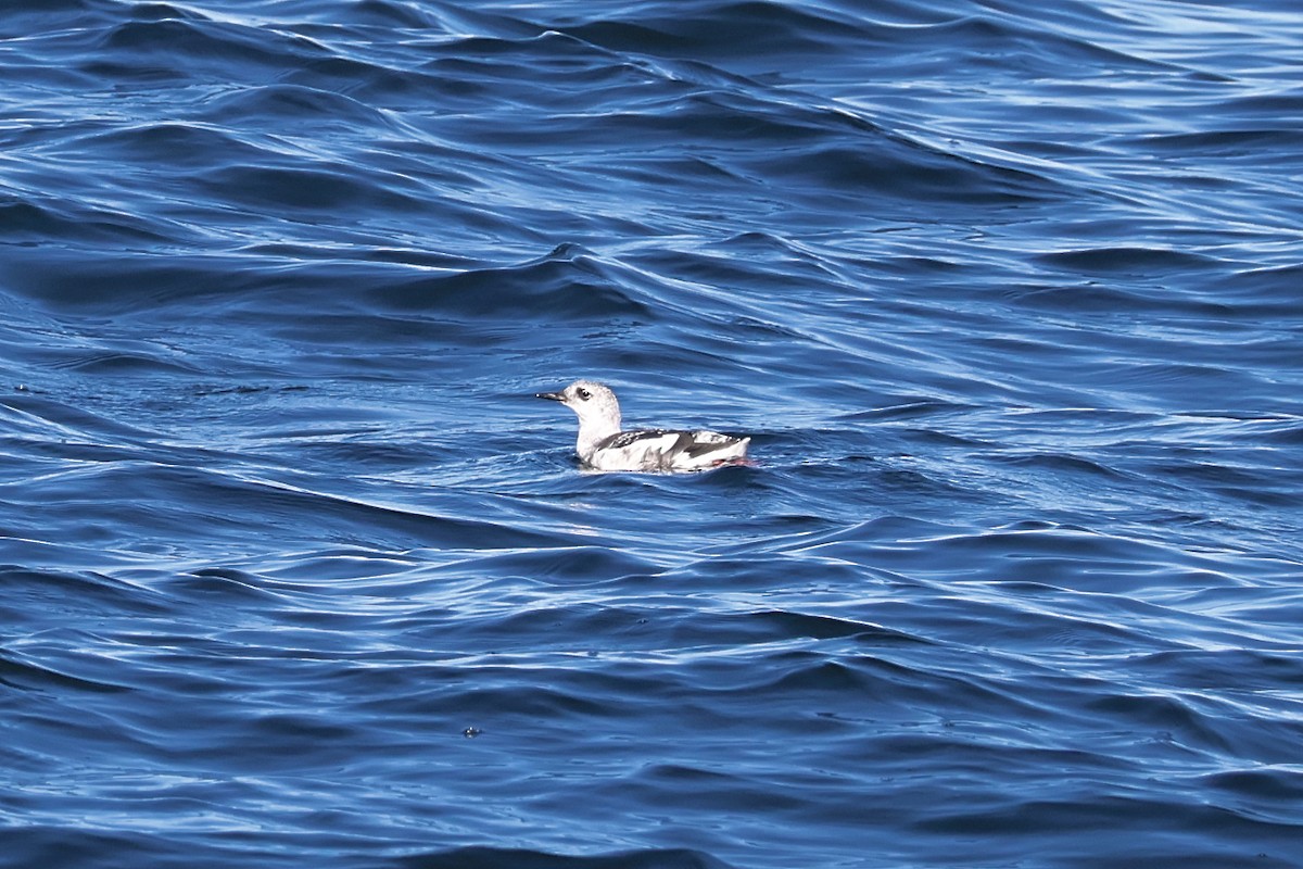 Black Guillemot - ML644063656