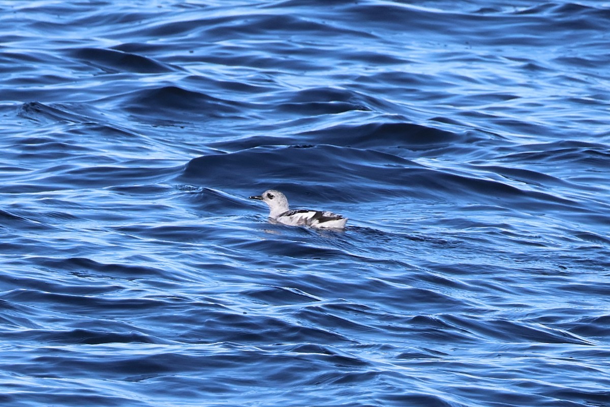 Black Guillemot - ML644063658