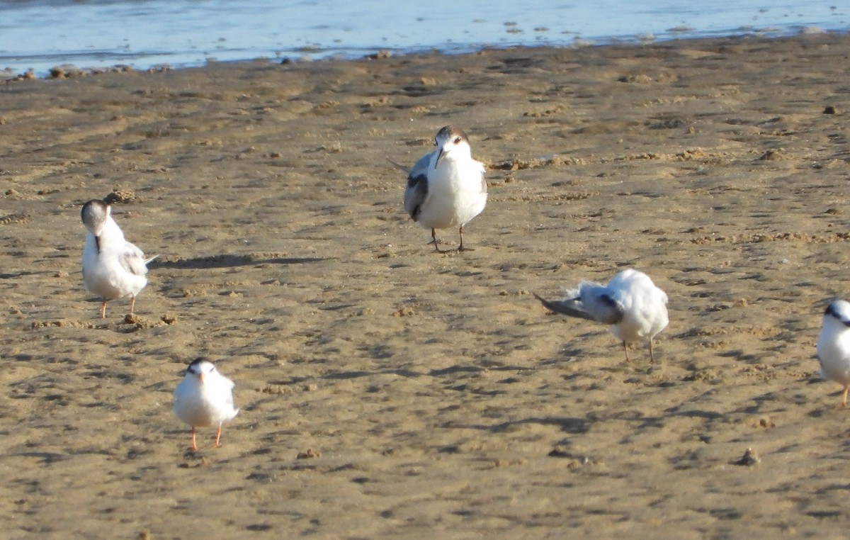 Common Tern - ML644063659