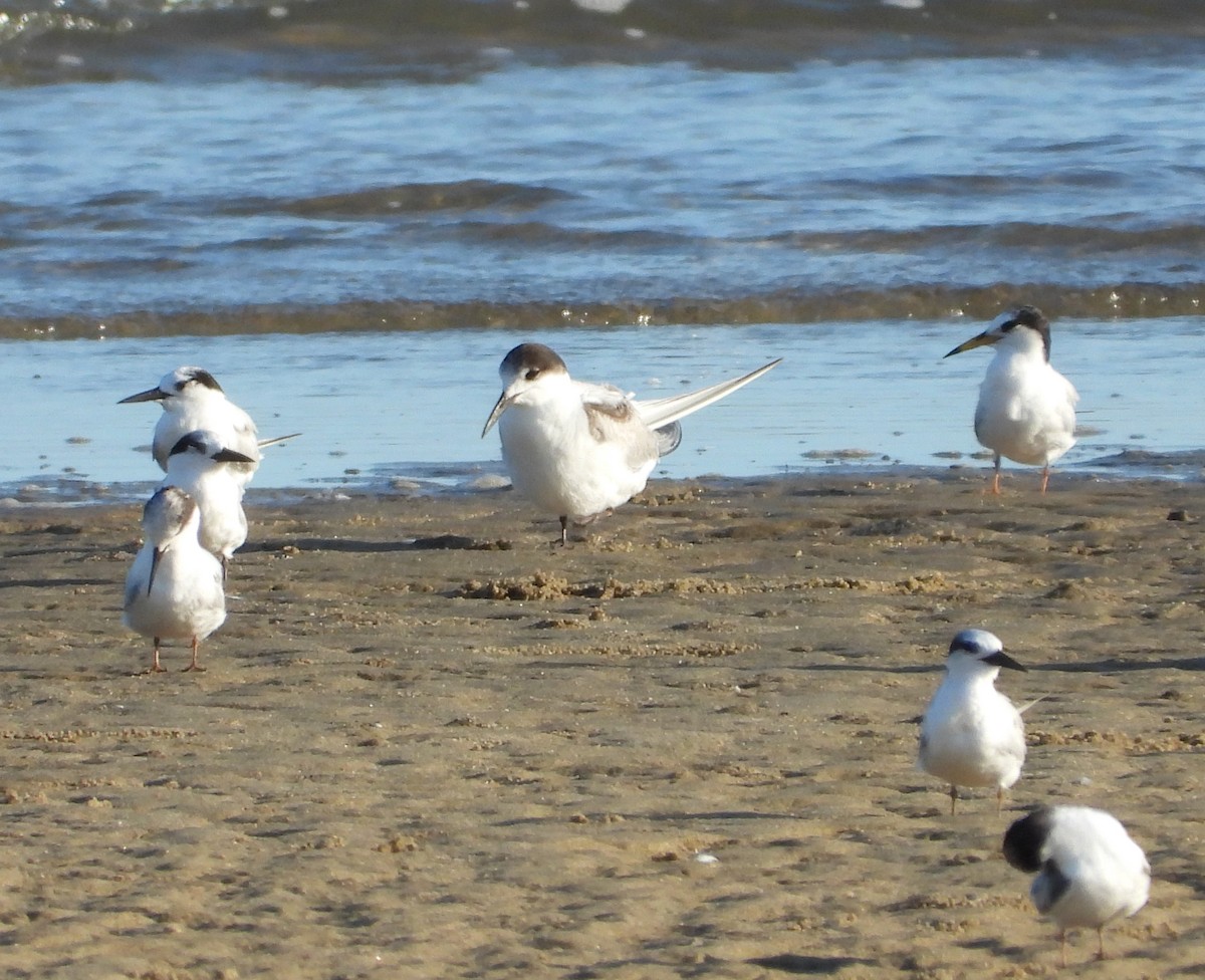 Common Tern - ML644063660