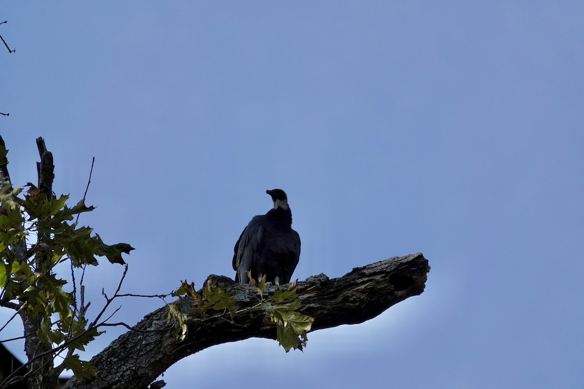Black Vulture - ML644063667