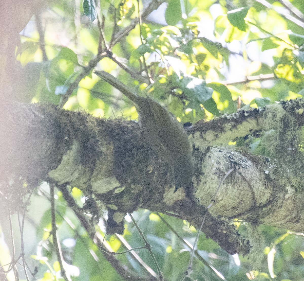 Yellow-throated Mountain Greenbul - ML644063668