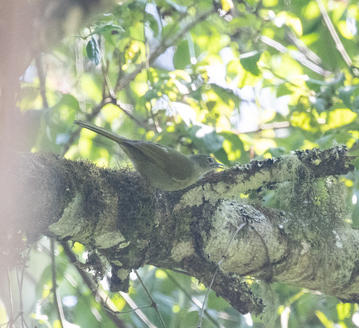 Yellow-throated Mountain Greenbul - ML644063669