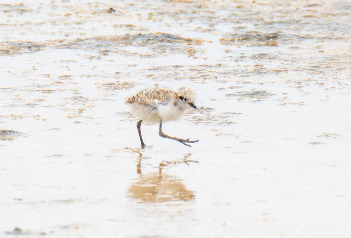 Red-capped Plover - ML644063672