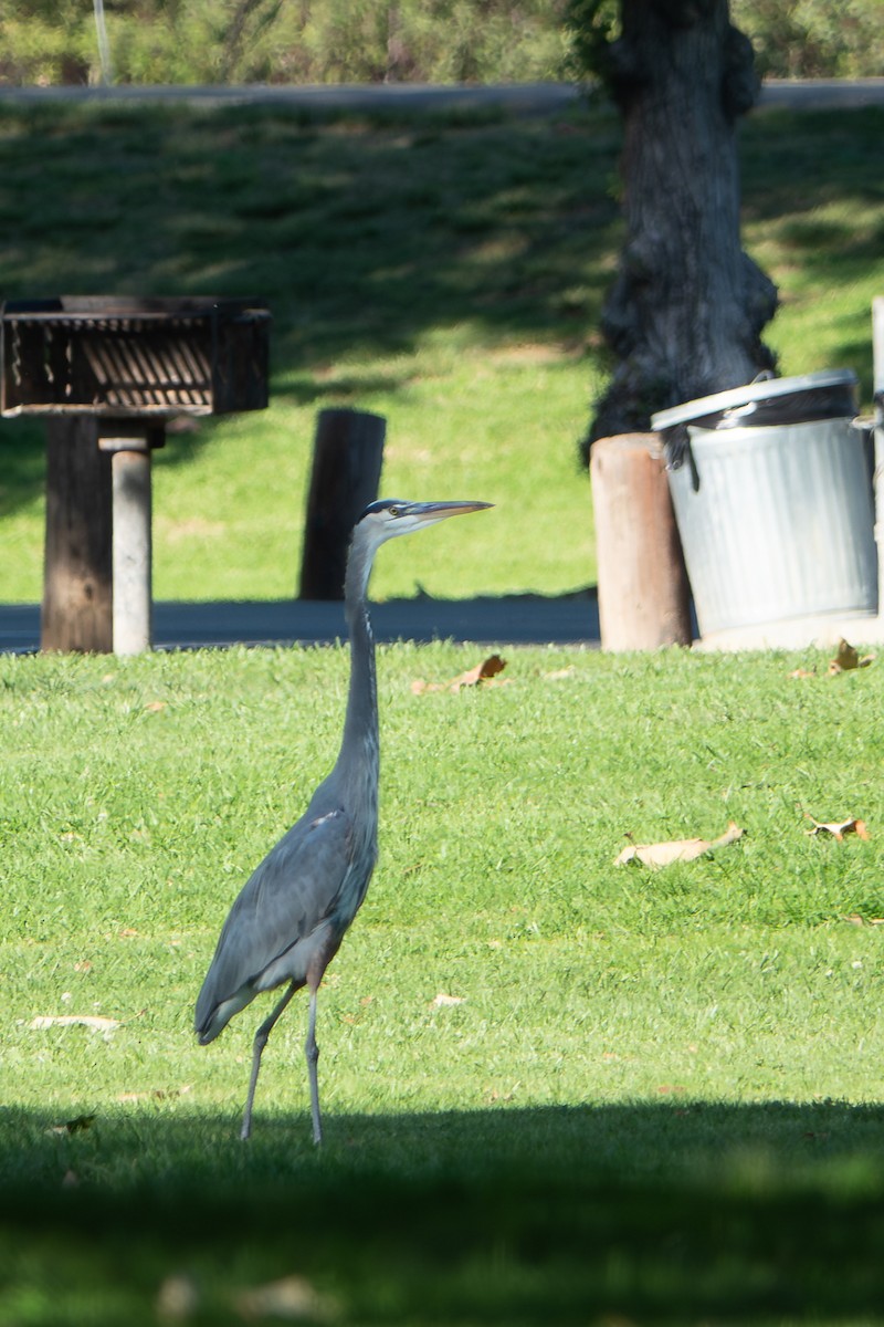 Great Blue Heron - ML644063674